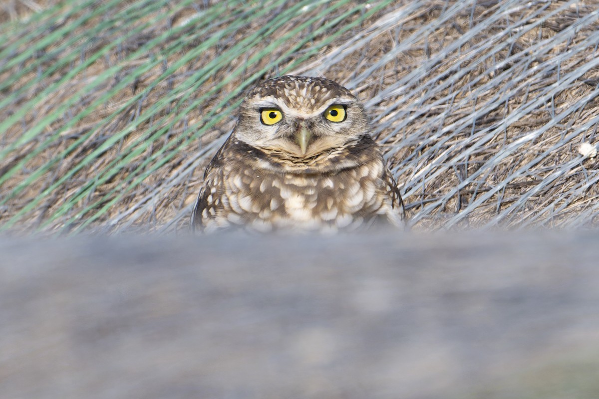 Burrowing Owl - ML646323407
