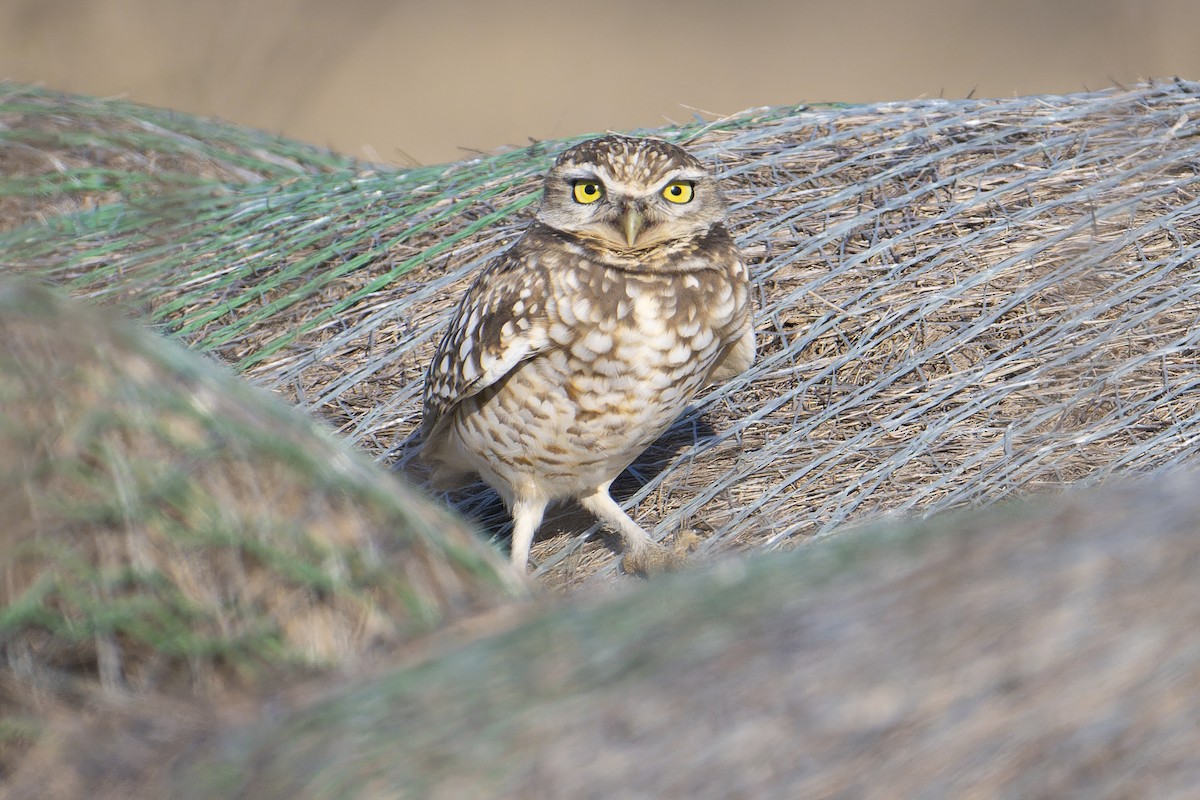 Burrowing Owl - ML646323408