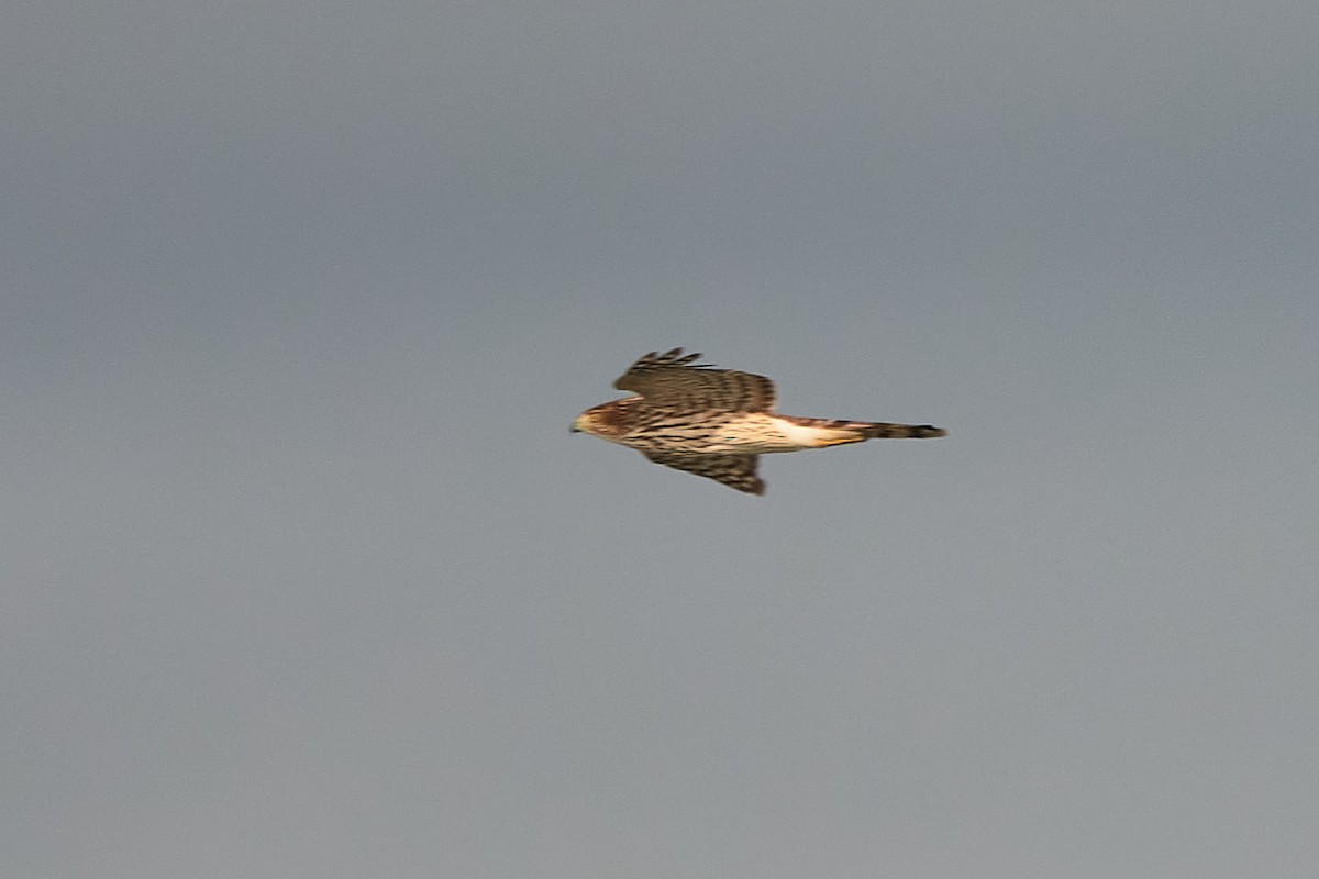 クーパーハイタカ - ML646323409