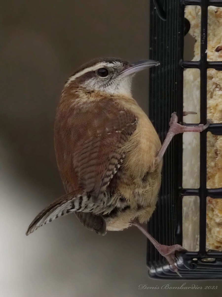 チャバラマユミソサザイ - ML646323410