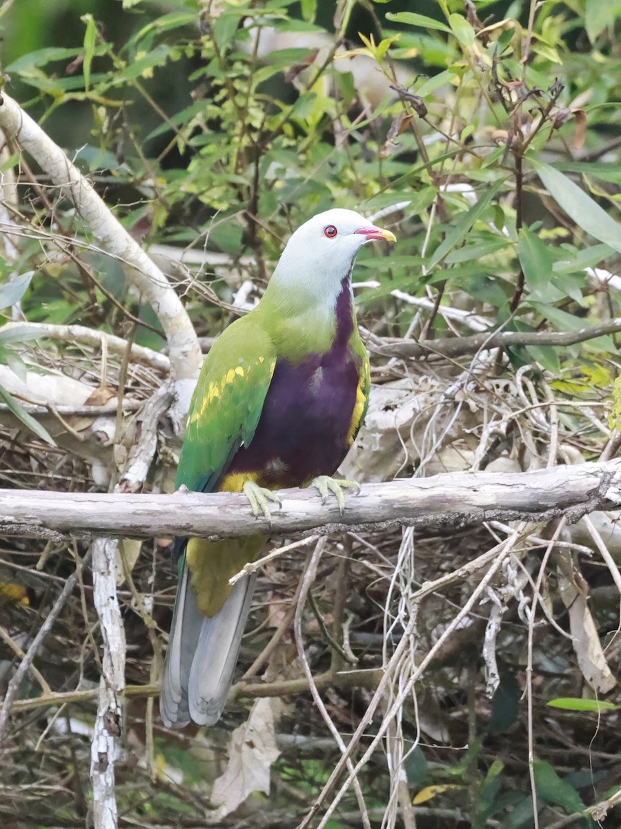 ワープーアオバト - ML646323411