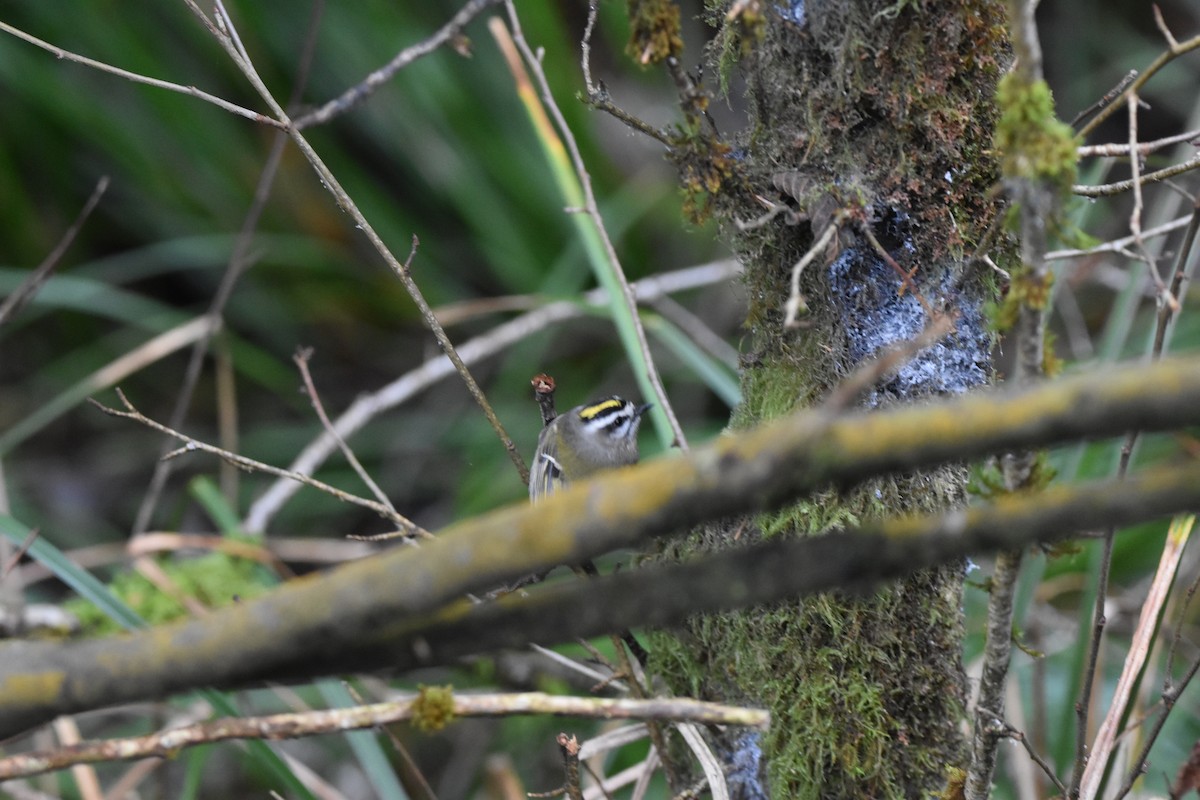 アメリカキクイタダキ - ML646323412