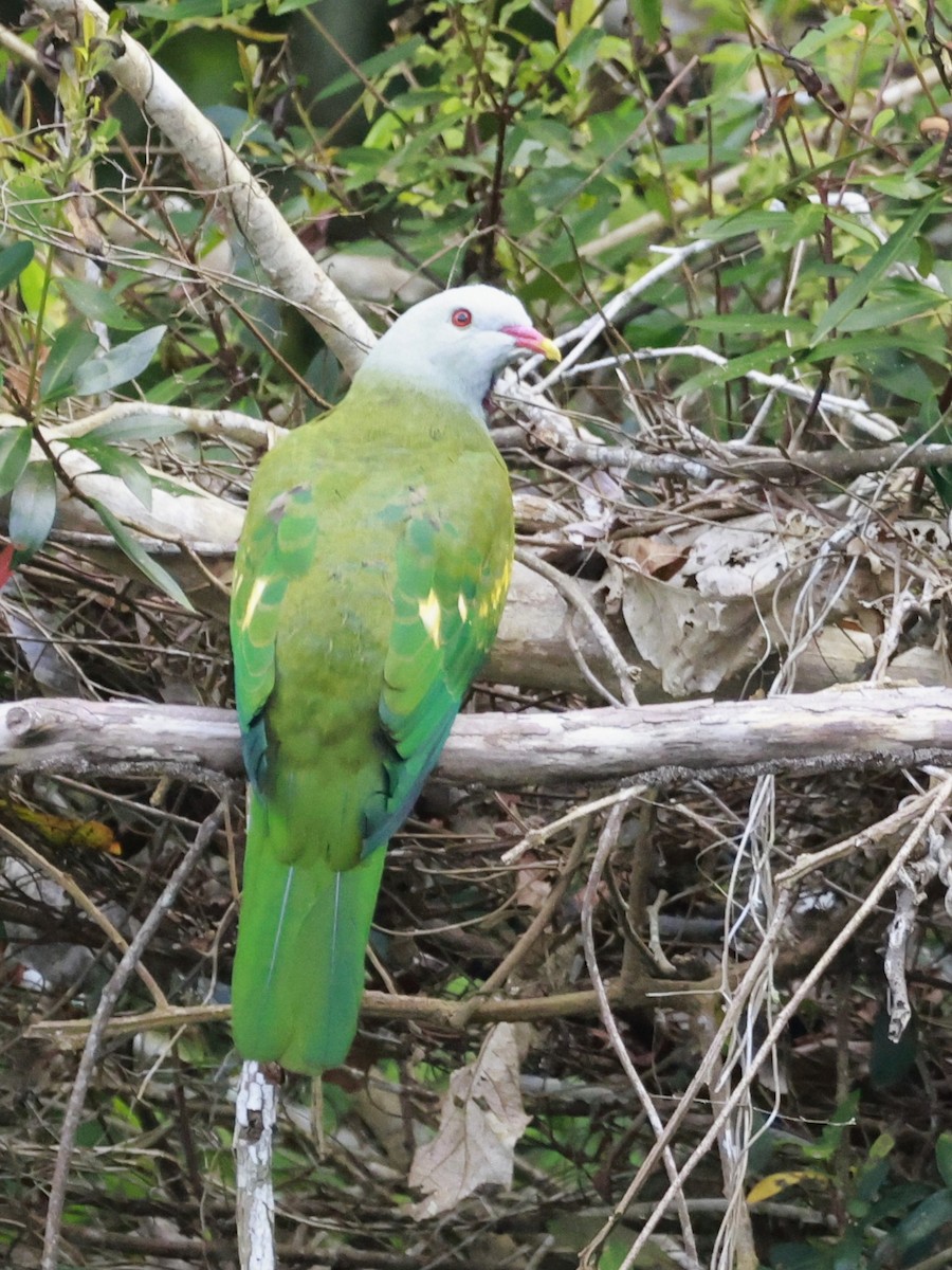 ワープーアオバト - ML646323413