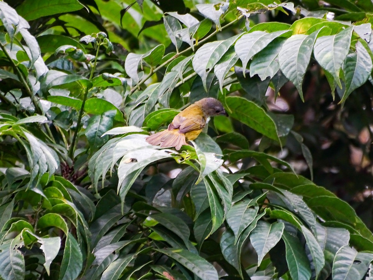 モンツキクロフウキンチョウ - ML646323414