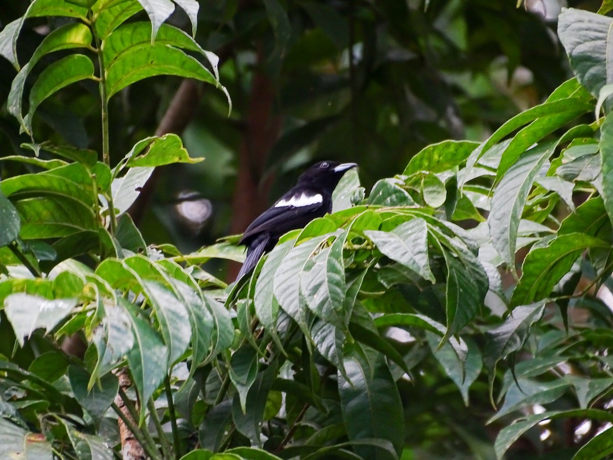 モンツキクロフウキンチョウ - ML646323415