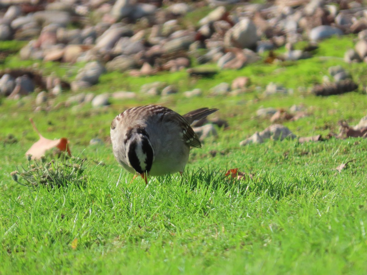 ミヤマシトド - ML646323416