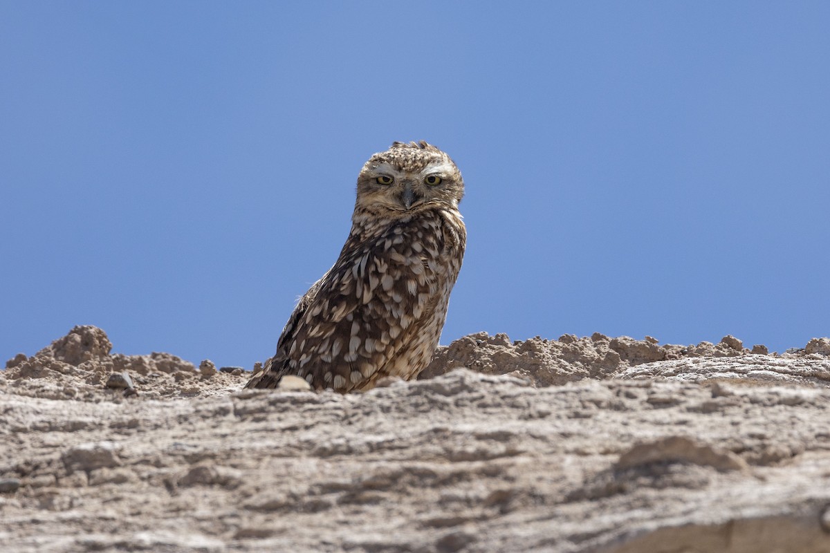 アナホリフクロウ - ML646323417