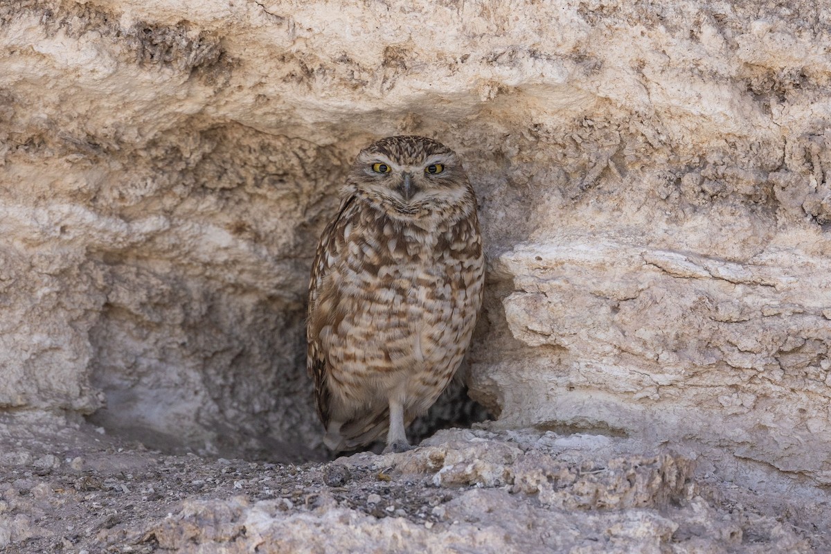 アナホリフクロウ - ML646323418