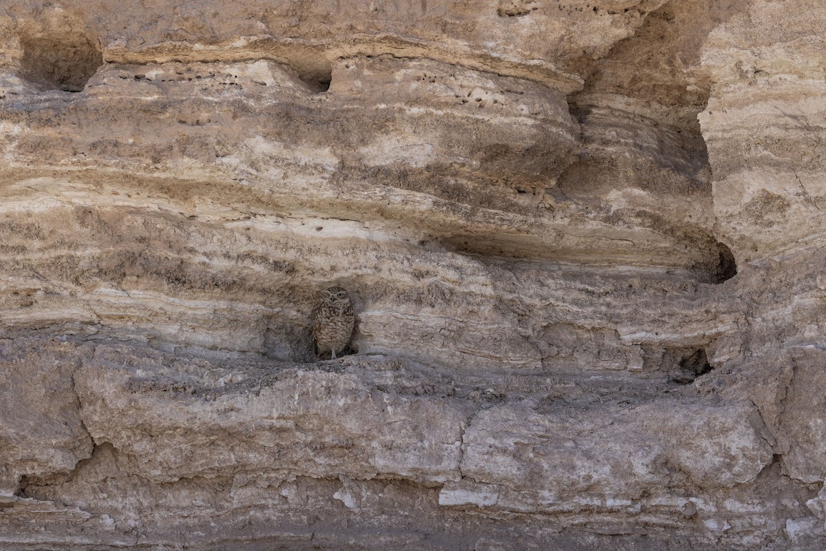 アナホリフクロウ - ML646323419