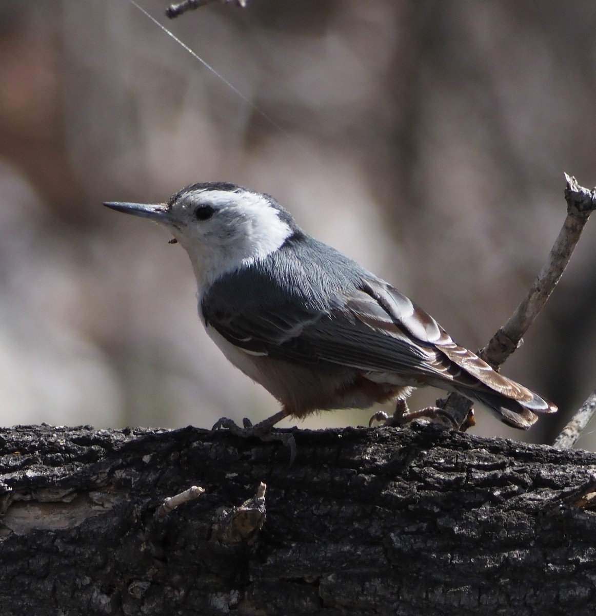 ムナジロゴジュウカラ - ML646323420