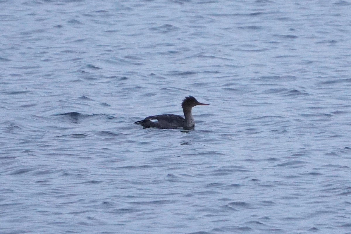 ウミアイサ - ML646323421