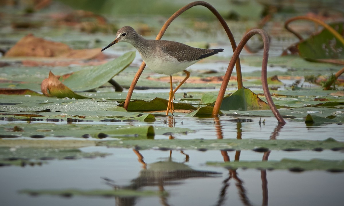 コキアシシギ - ML646323422