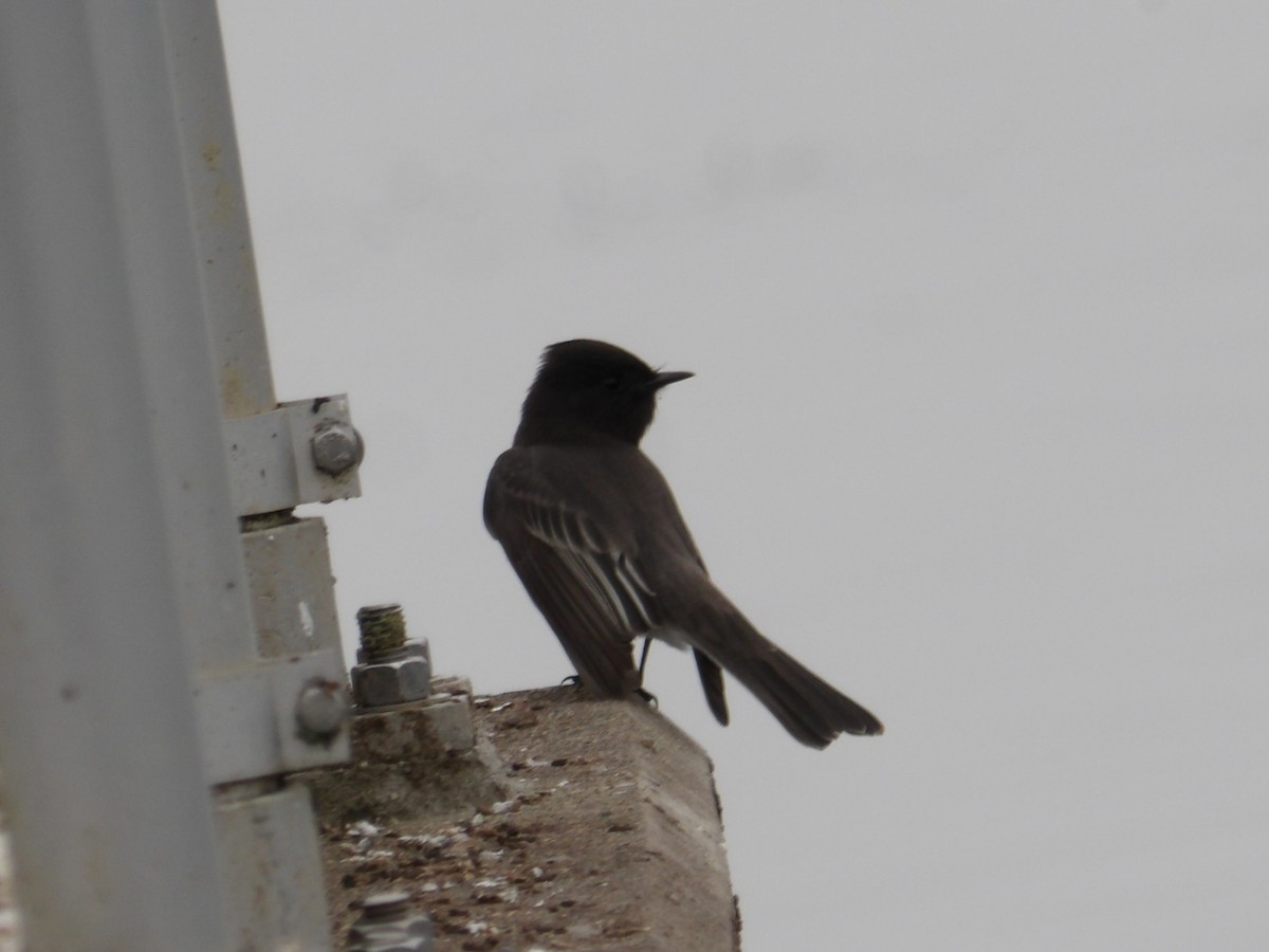 Black Phoebe - ML646323423