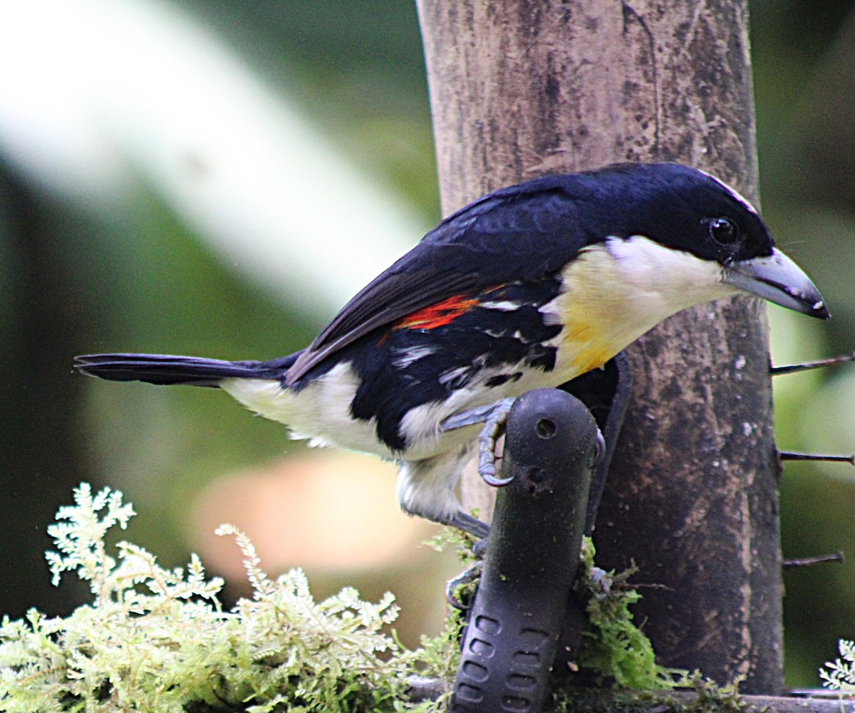 シボリズキンゴシキドリ - ML646323424