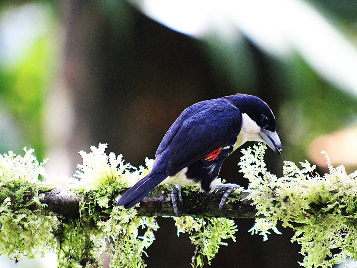 シボリズキンゴシキドリ - ML646323425