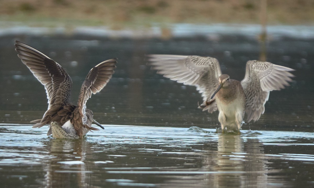 Long-billed Dowitcher - ML646323426