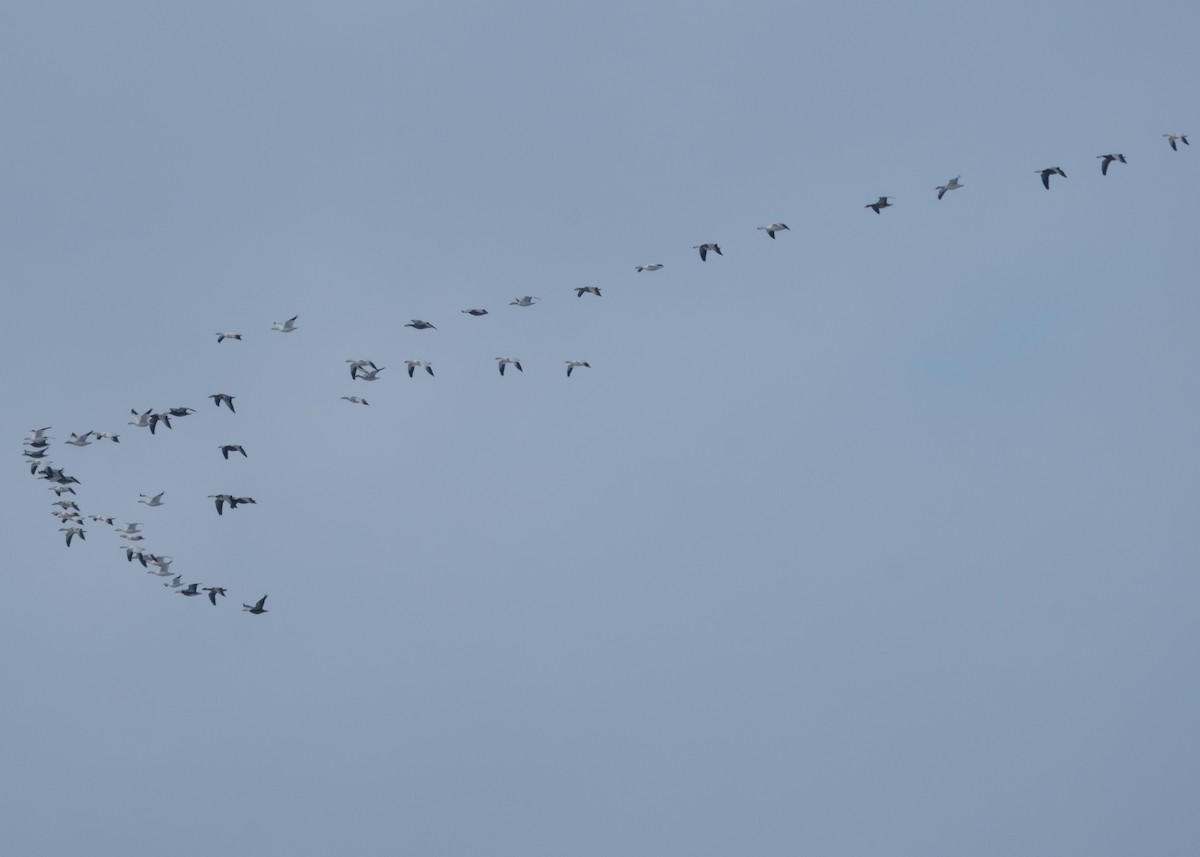 husa sněžní - ML646323434