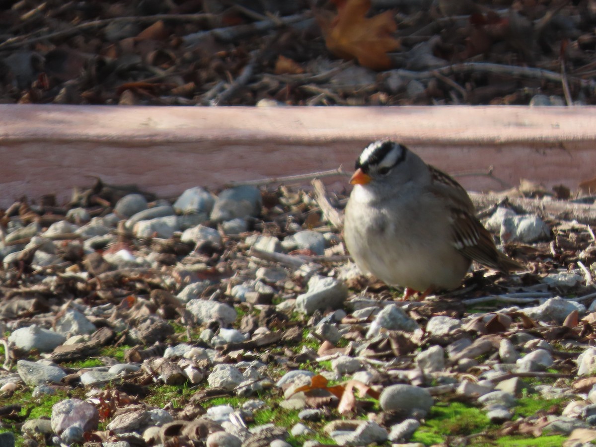 White-crowned Sparrow - ML646323438
