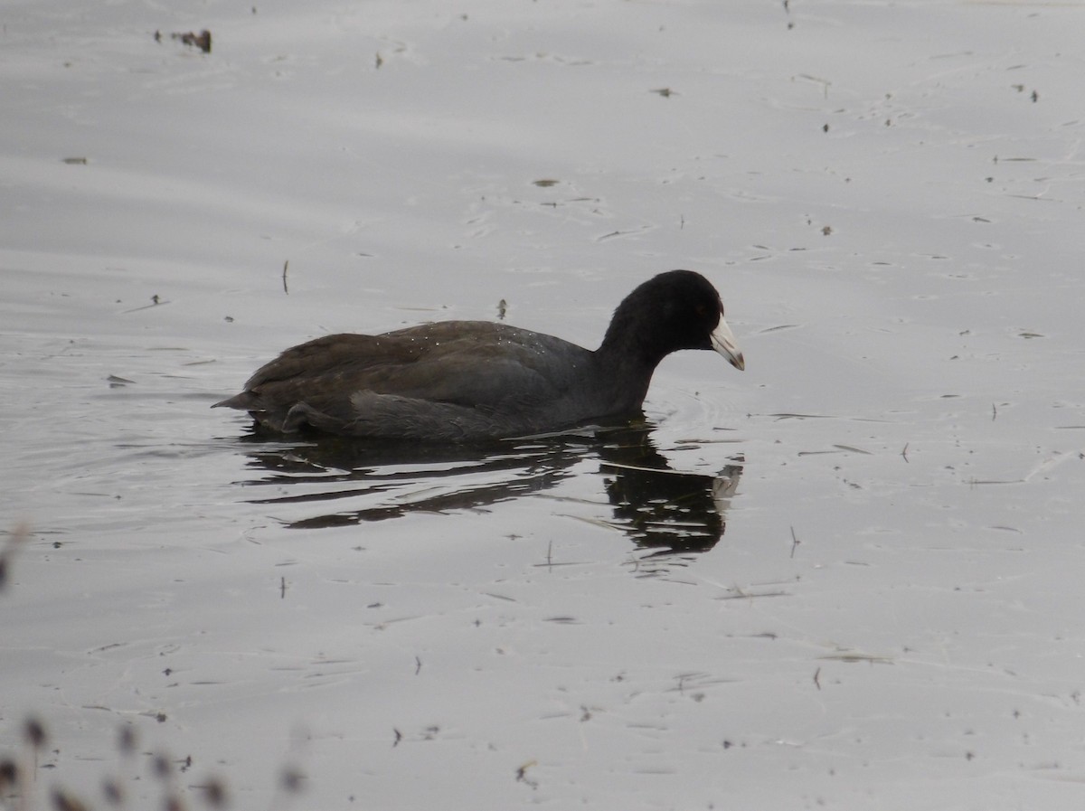 American Coot - ML646323440
