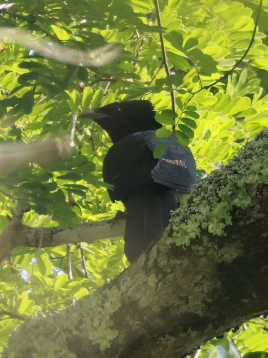 Pacific Koel - ML646323442