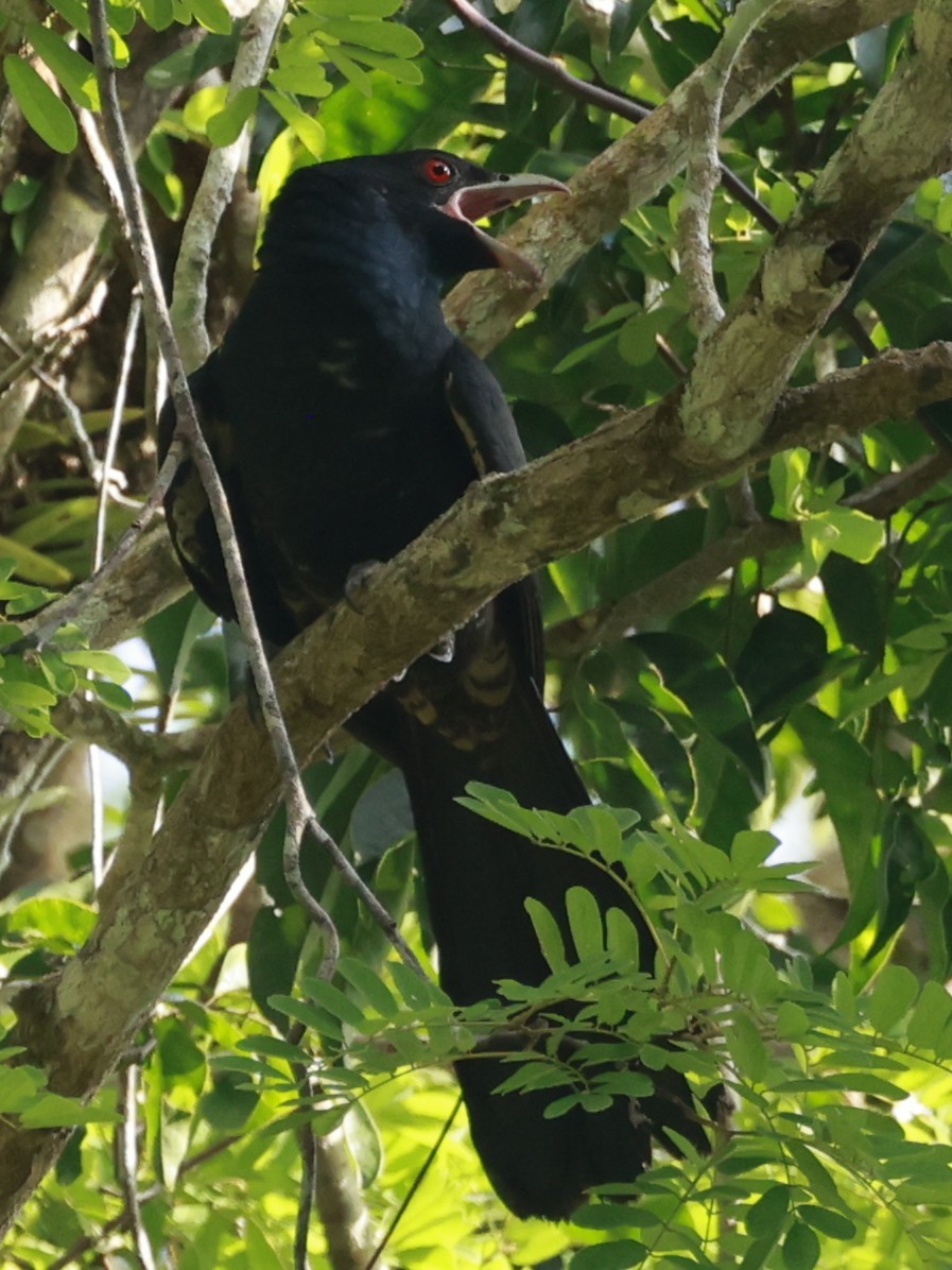 Pacific Koel - ML646323443