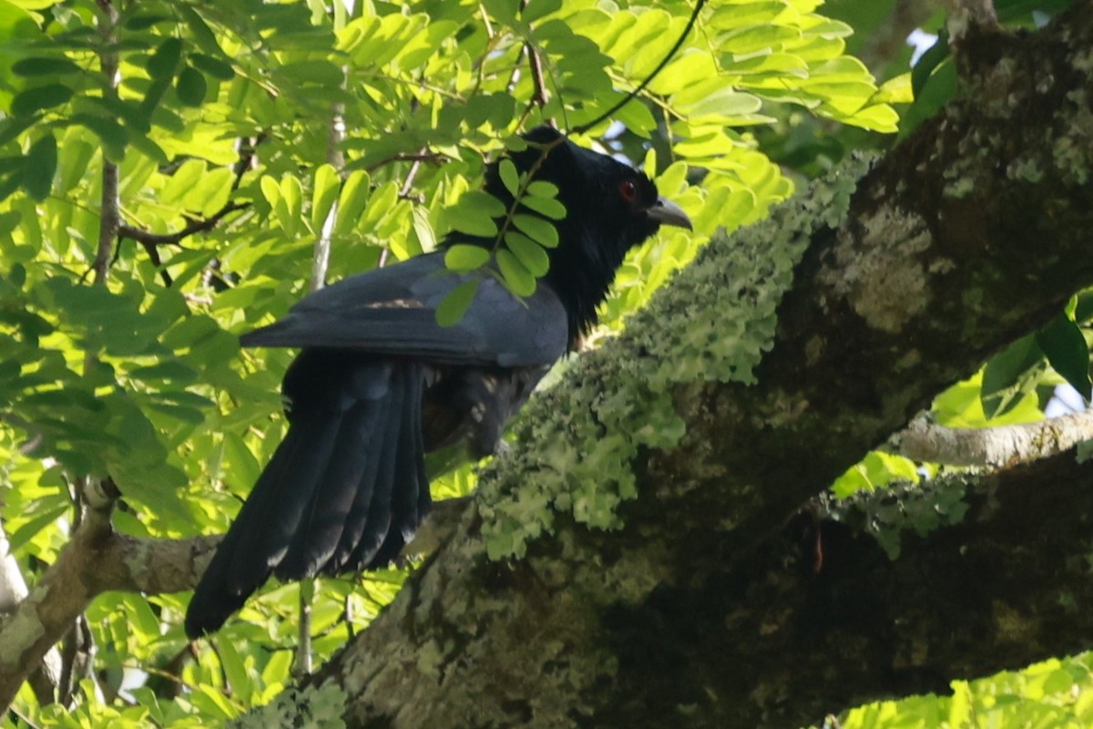 Pacific Koel - ML646323444