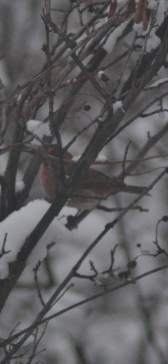 Purple Finch - ML646323445