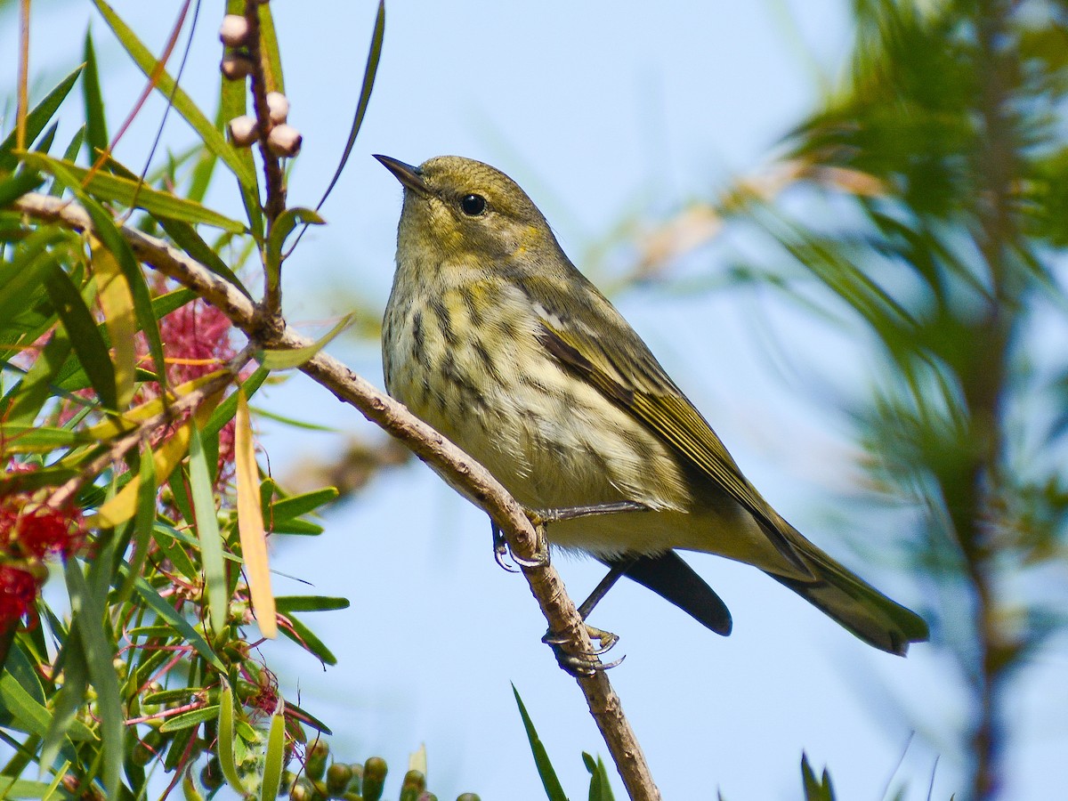 Cape May Warbler - ML646323446
