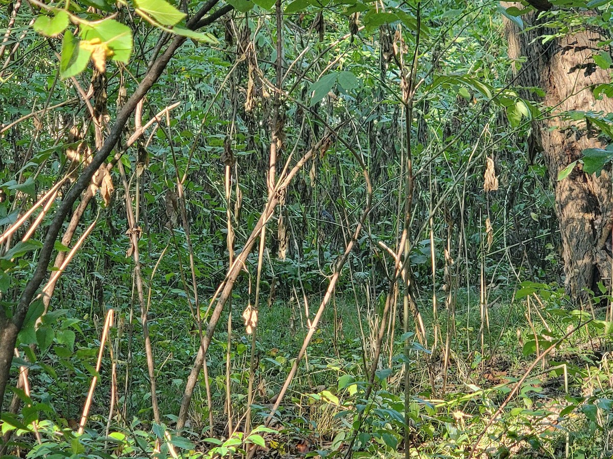 Black-throated Blue Warbler - ML646323447