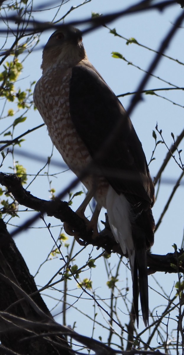 Cooper's Hawk - ML646323449