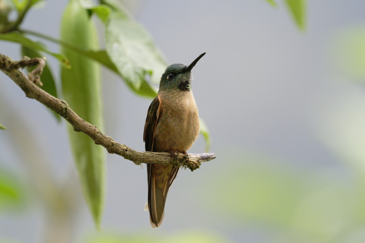 Fawn-breasted Brilliant - ML646323450