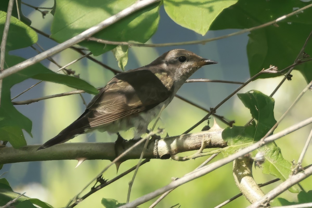 Little Bronze-Cuckoo - ML646323452