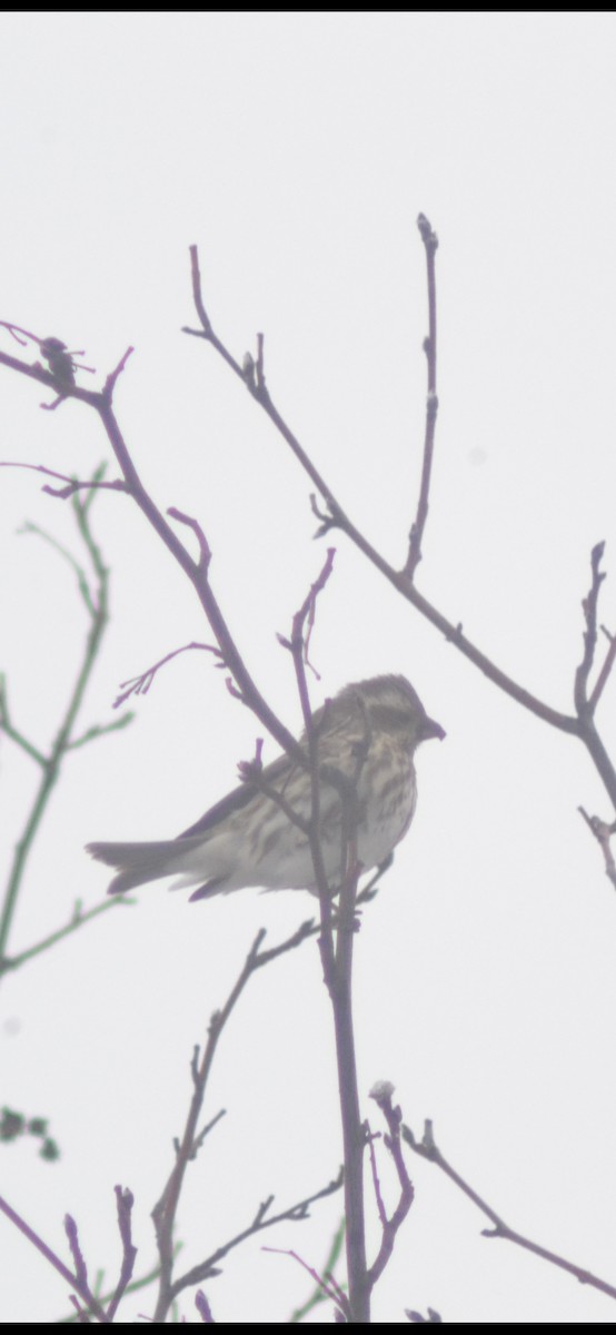 Purple Finch - ML646323453