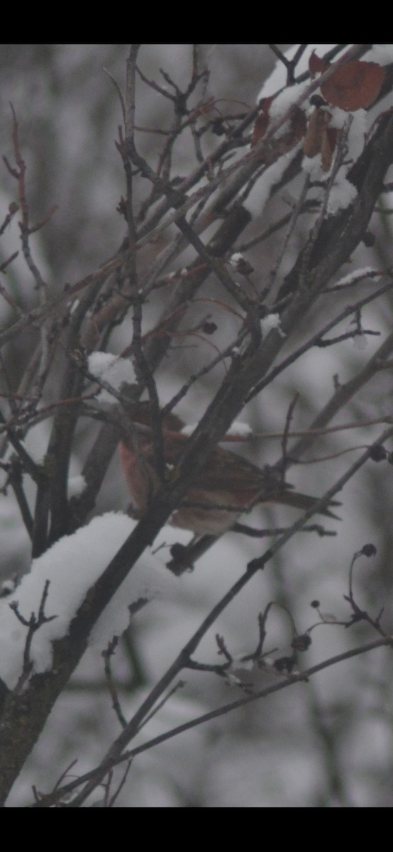 Purple Finch - ML646323454
