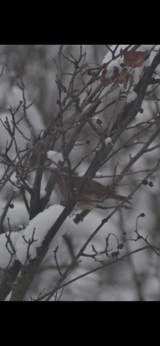 Purple Finch - ML646323455