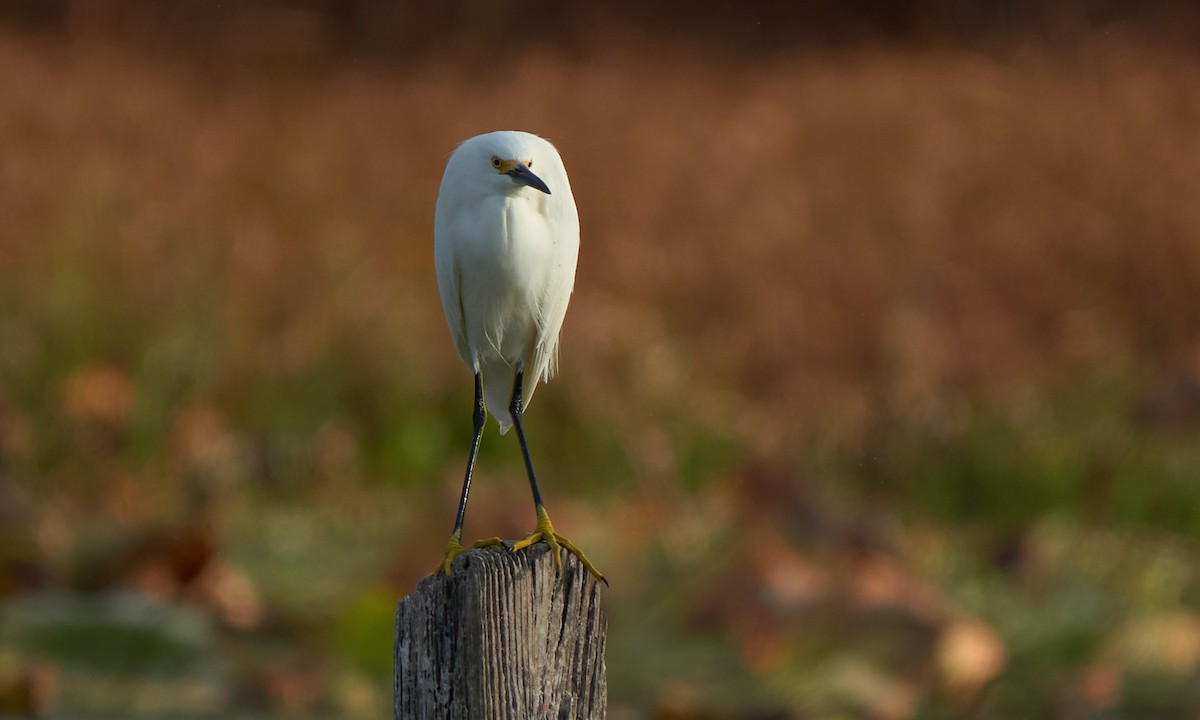 Snowy Egret - ML646323456