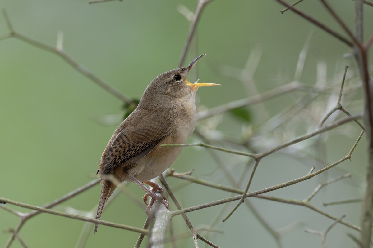 Southern House Wren - ML646323462