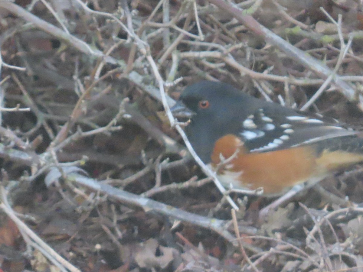Spotted Towhee - ML646323463