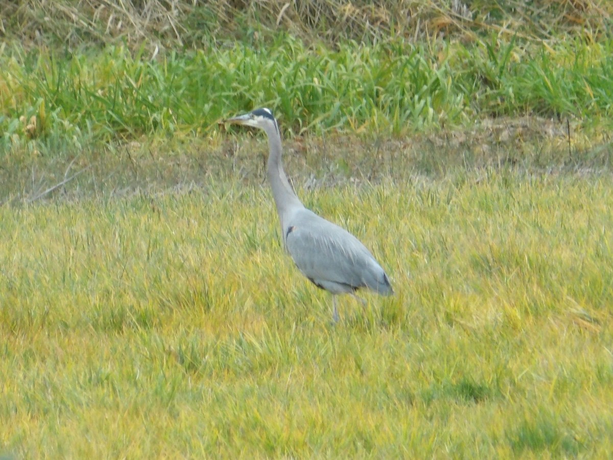 Great Blue Heron - ML646323464