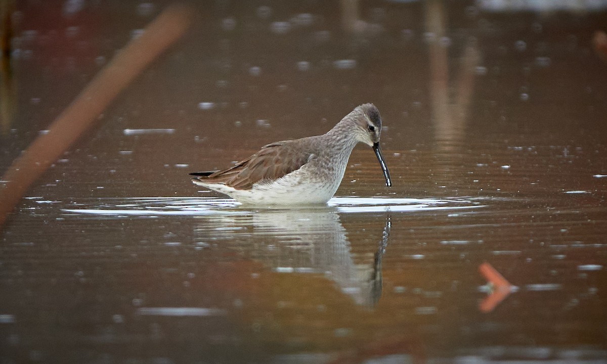 Stilt Sandpiper - ML646323465