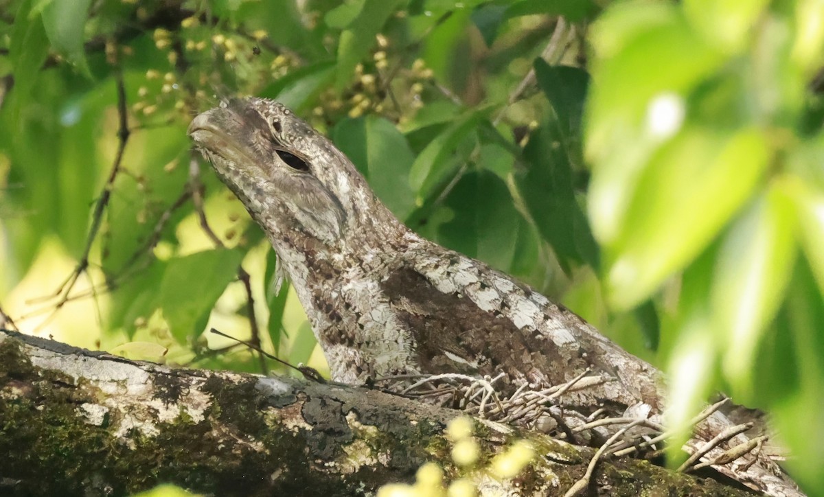 Papuan Frogmouth - ML646323469
