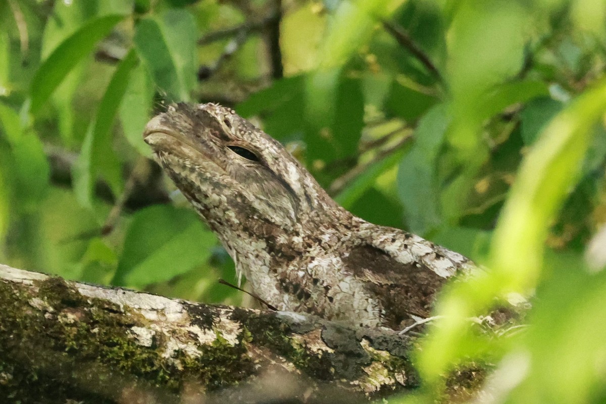 Papuan Frogmouth - ML646323470