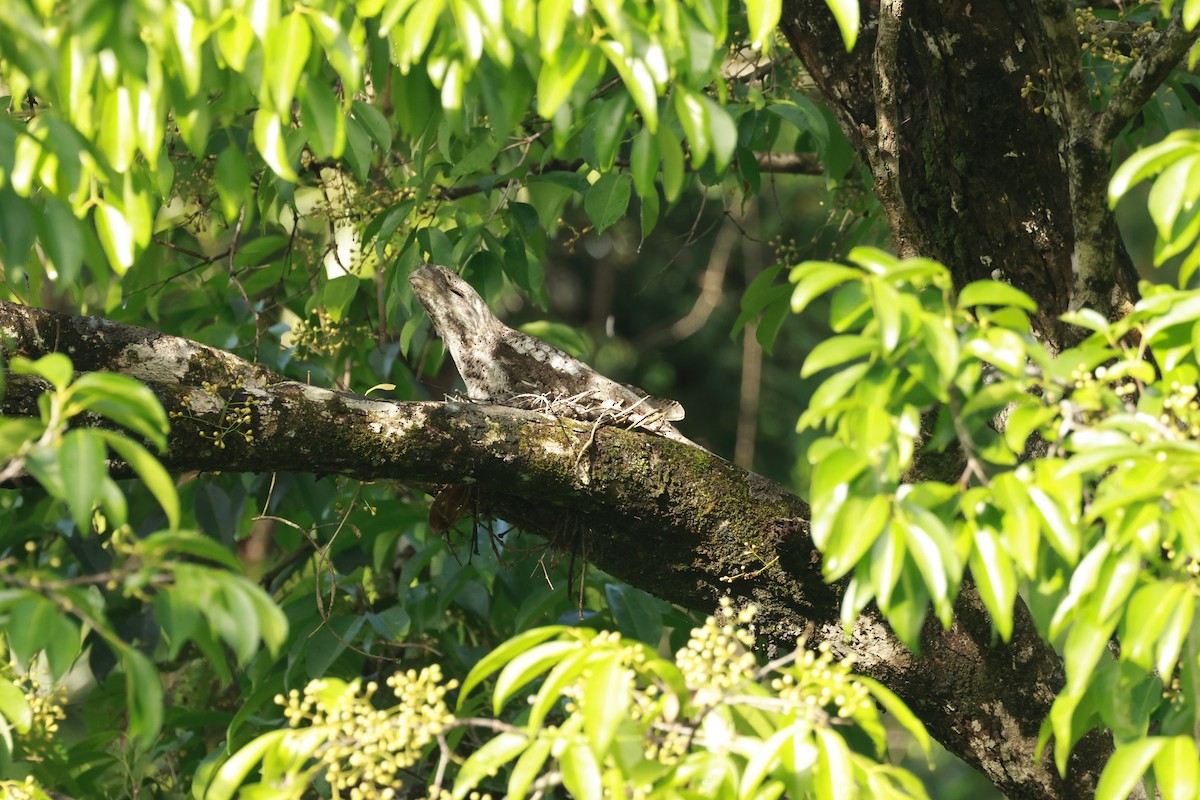 Papuan Frogmouth - ML646323471
