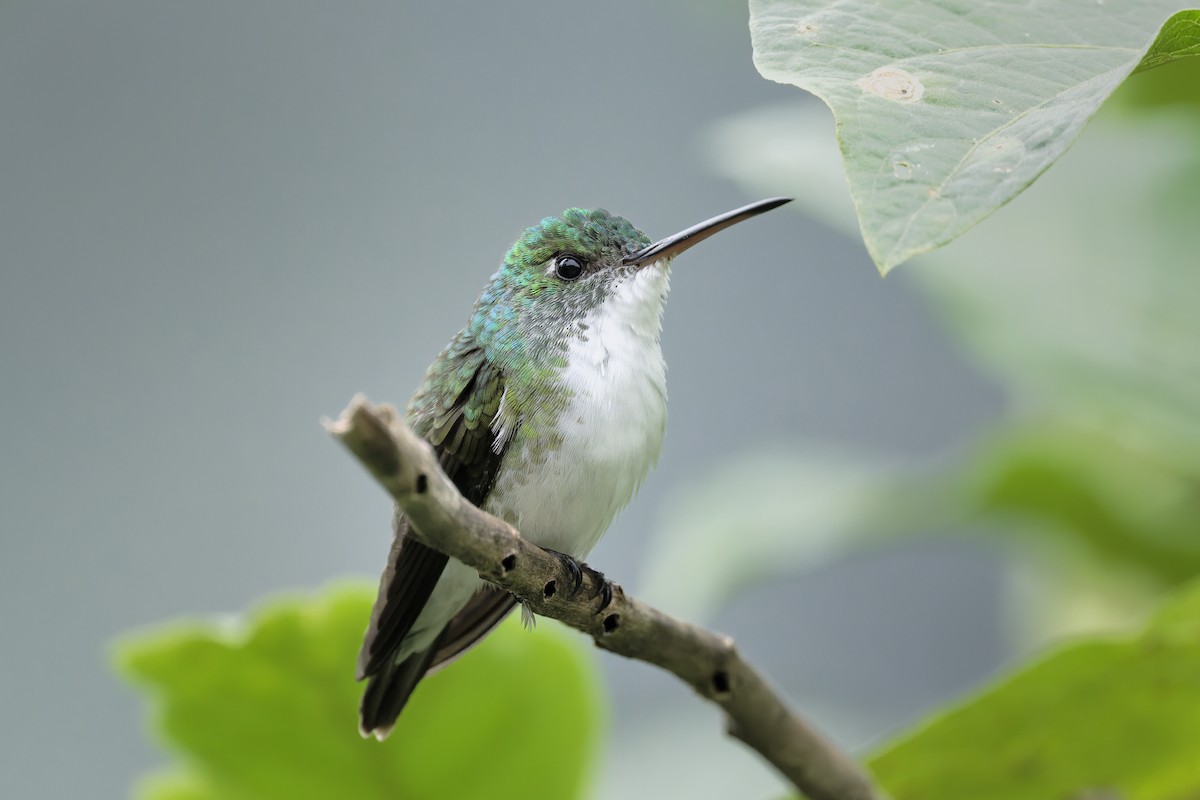 Andean Emerald - ML646323472