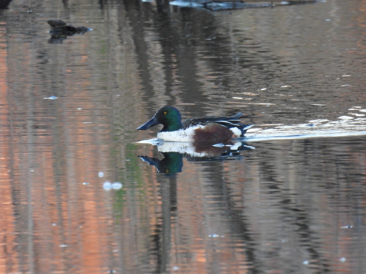 Mestolone - ML646323473