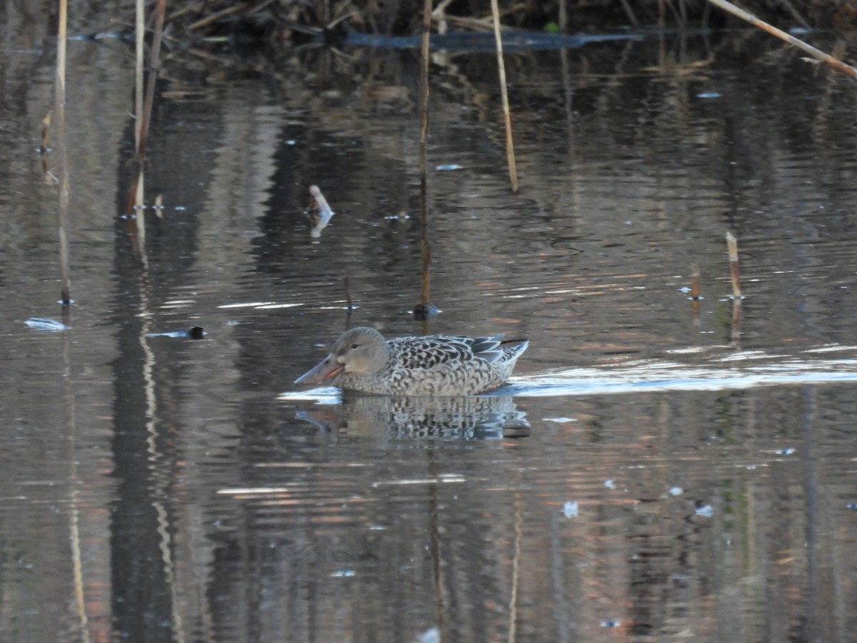 Mestolone - ML646323474