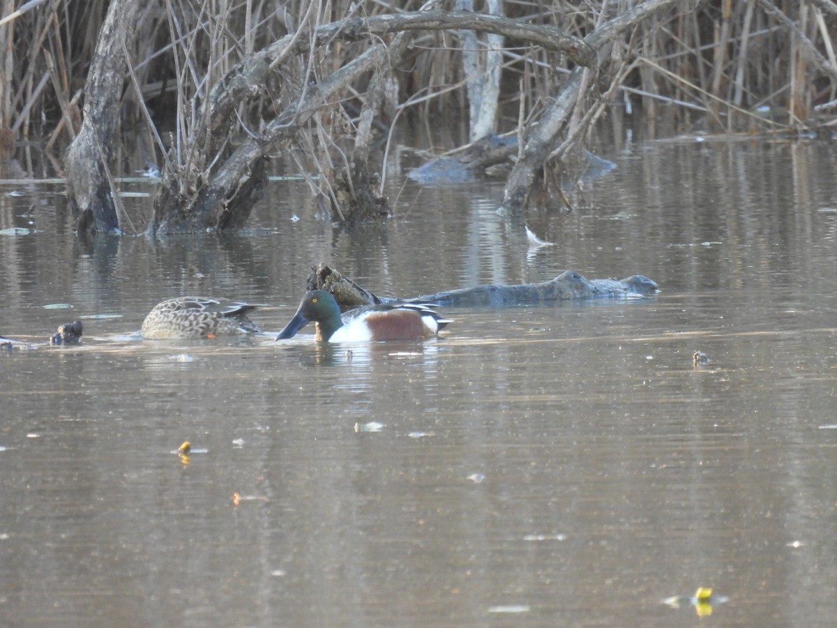 Mestolone - ML646323475