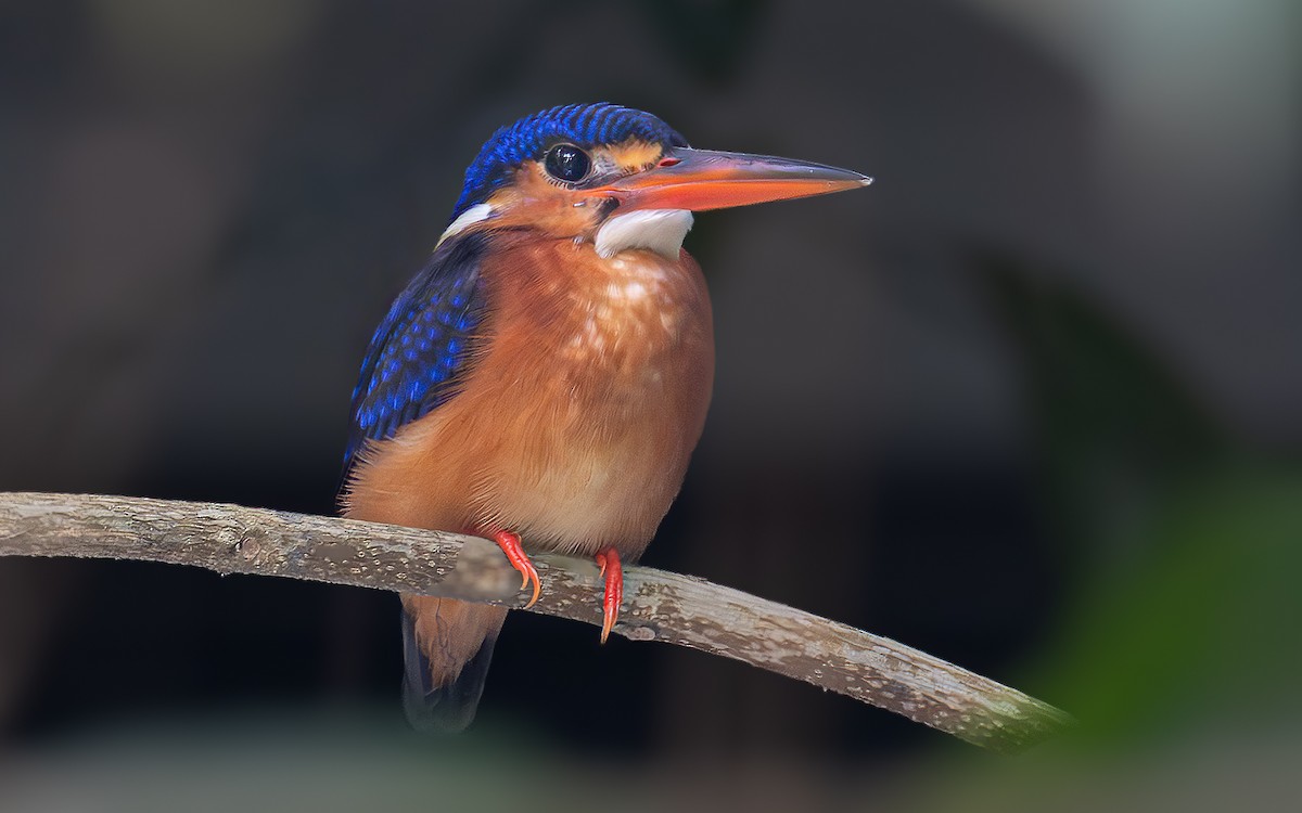 Blue-eared Kingfisher - ML646323476