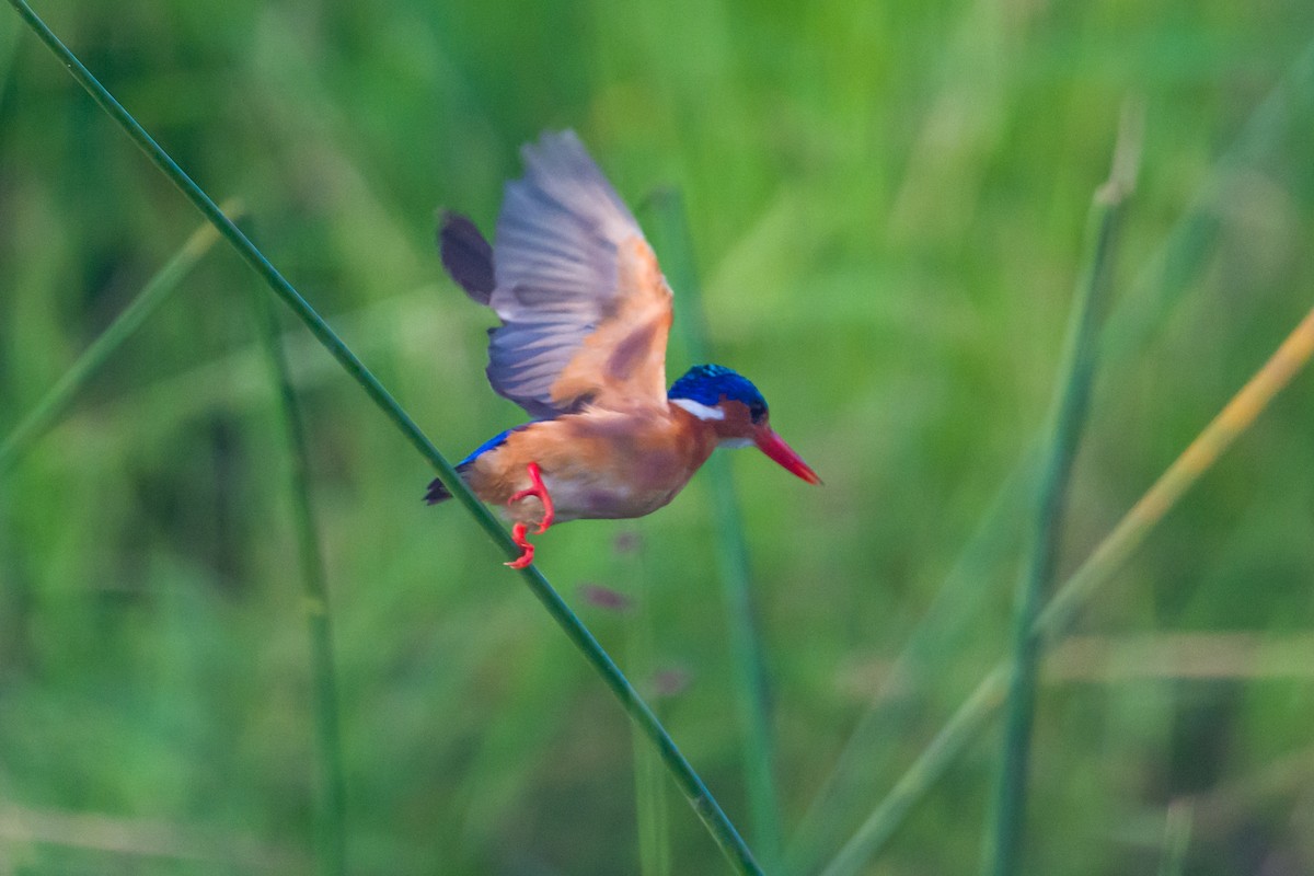 Malachite Kingfisher - ML646323485