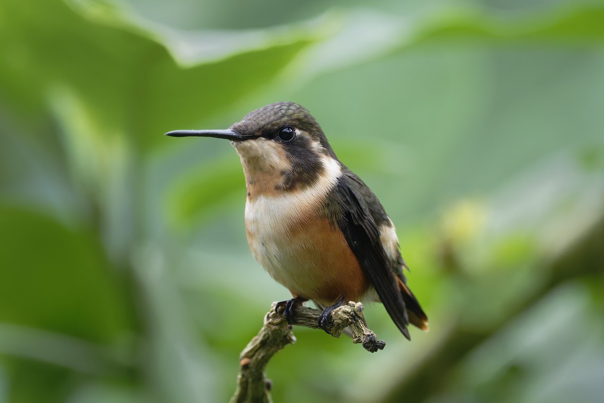 Purple-throated Woodstar - ML646323487